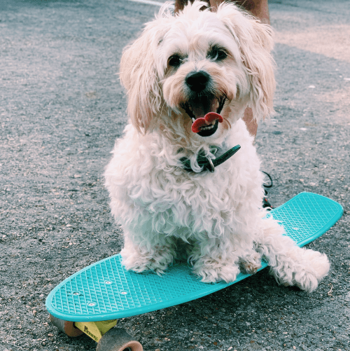 my dog bono on a skateboard about J. Hennessy design website design development north utah